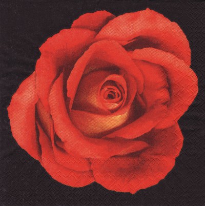 Red Rose - black
